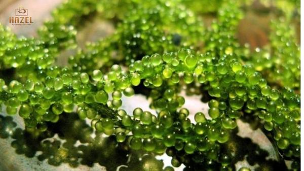 Nguyên liệu mỹ phẩm organic: tảo Spirulina